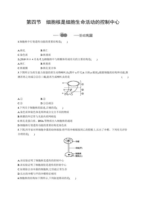 2020-2021学年高中新教材浙科版生物必修第一册习题：第二章 第四节 细胞核是细胞生命活动的控制