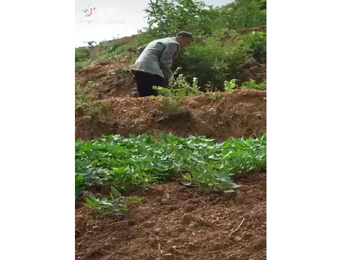 柑橘栽培常见问题及解决方案