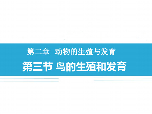 4-2-3 鸟的生殖和发育 课件 初中生物济南版八年级上册(2023~2024学年)