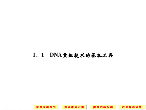 DNA重组技术的基本工具PPT课件