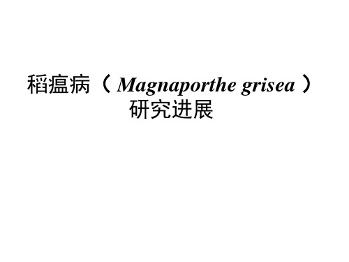 稻瘟病(Magnaporthe grisea)研究进展图片