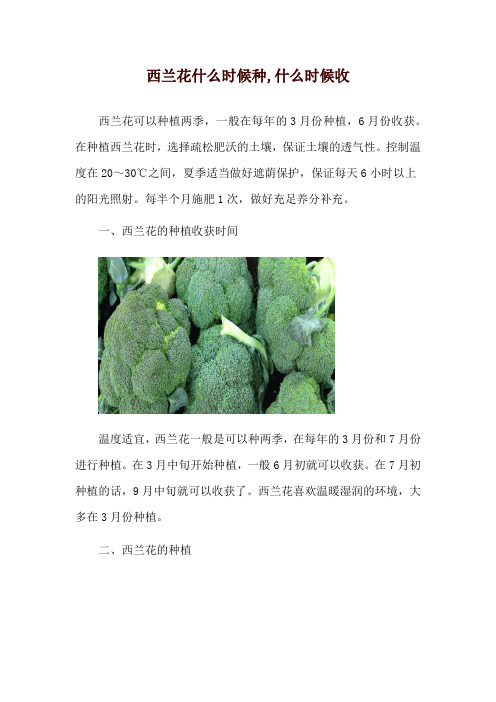 西兰花什么时候种,什么时候收