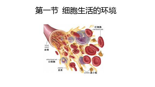 生物人教版(2019)选择性必修一1.1细胞生活的环境(共33张ppt)