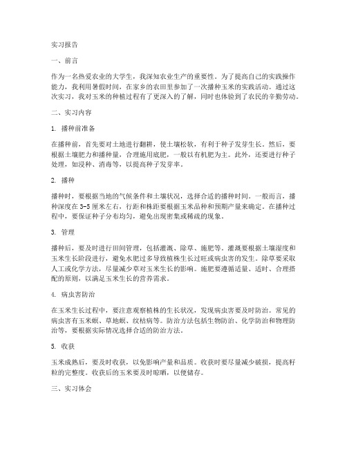 播种玉米的实习报告