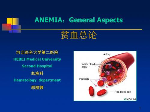 贫血总论