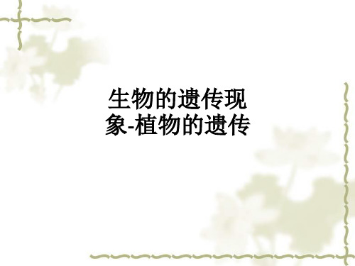 生物的遗传现象-植物的遗传_ppt课件