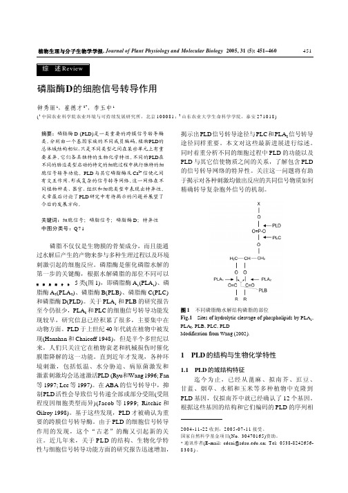 17_磷脂酶D的细胞信号转导作用