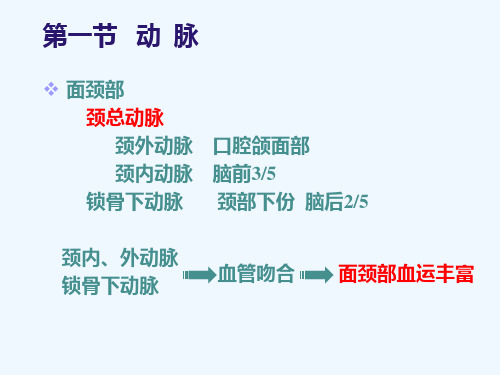 口腔颌面血管神经