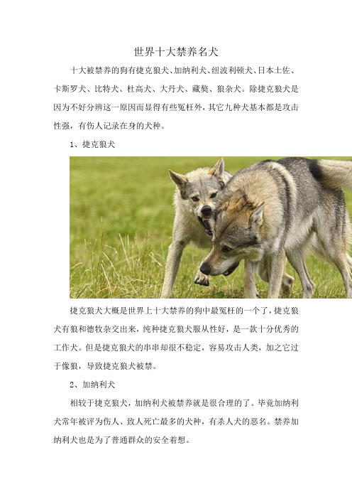 世界十大禁养名犬