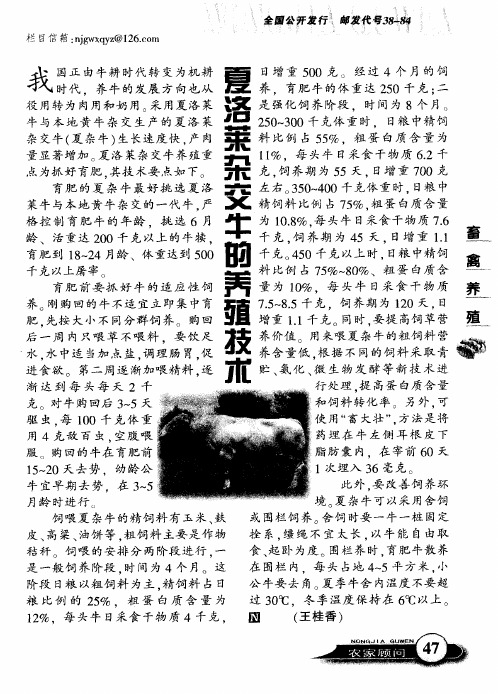 夏洛莱杂交牛的养殖技术