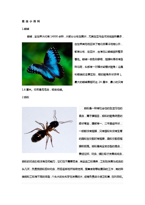 认识昆虫名字+图片