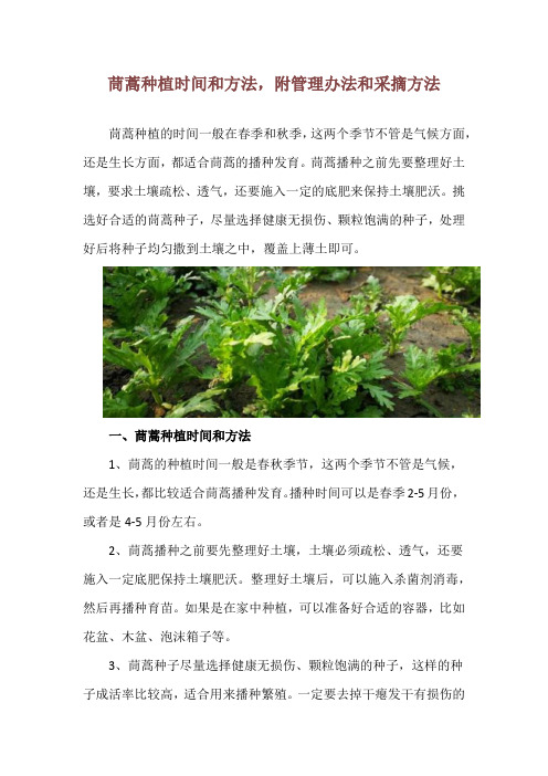 茼蒿种植时间和方法,附管理办法和采摘方法