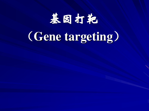 Gene targering 基因打靶