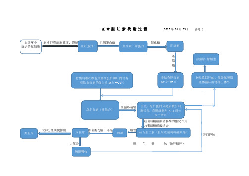 胆红素代谢过程示意图