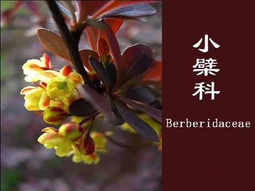 8 小檗科、芍药科、山茶科
