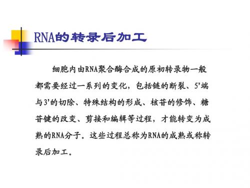 第六讲  RNA的转录与转录后加工(二)