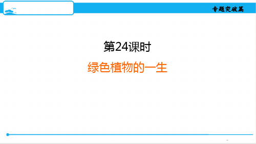 最新人教版中考生物专题突破训练第24课时 绿色植物的一生