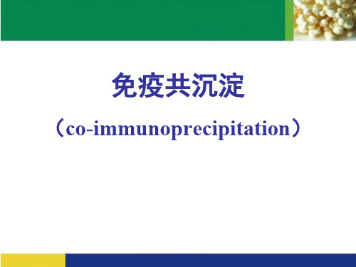 免疫共沉淀-研究生实验课演示教学