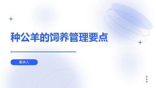 种公羊的饲养管理要点