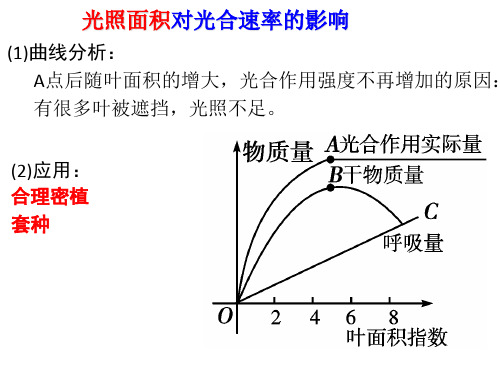 高中生物课件-光合曲线
