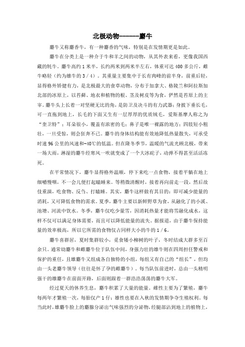 麝牛