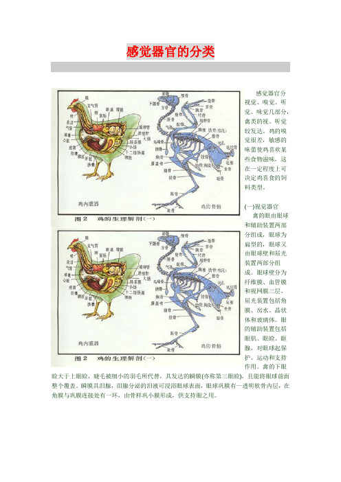 鸡 感觉器官的分类