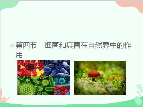 人教版生物八年级上册 5.4.4细菌和真菌在自然界中的作用课件(共29张PPT)