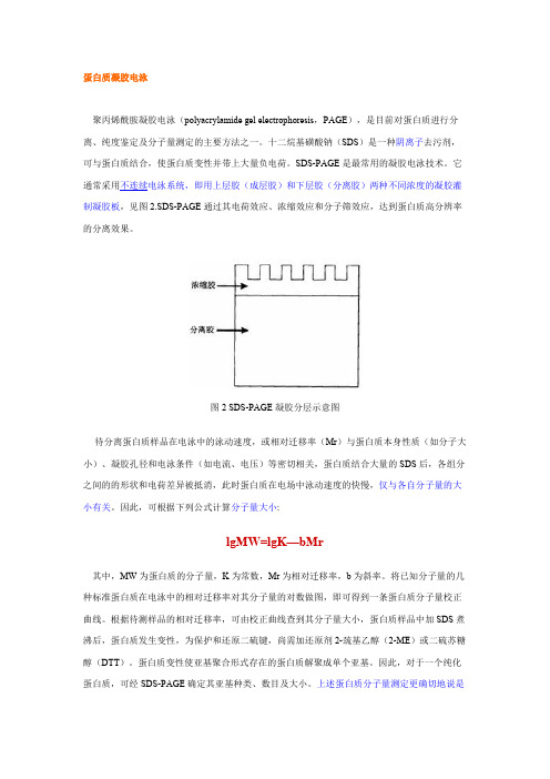 蛋白质凝胶电泳