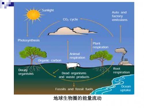 人教版必修3 生态系统的能量流动 课件(51张)