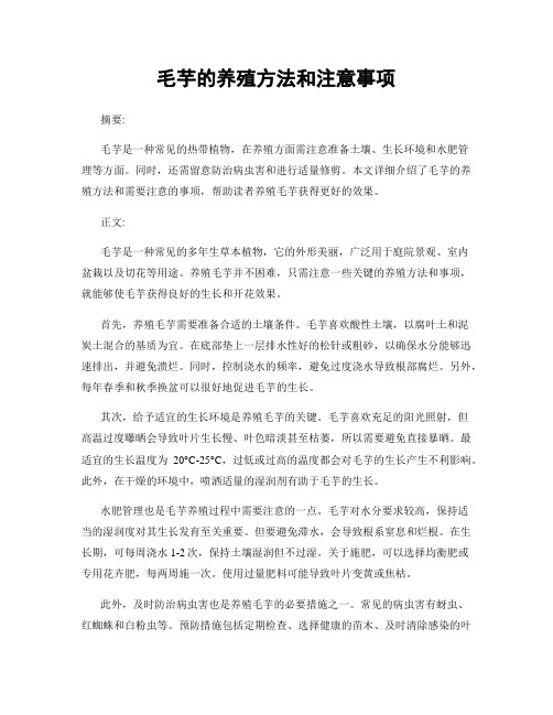 毛芋的养殖方法和注意事项