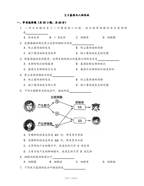 沪教版初中生物第一册一课一练2.3基因与人体性状(word版,含答案)