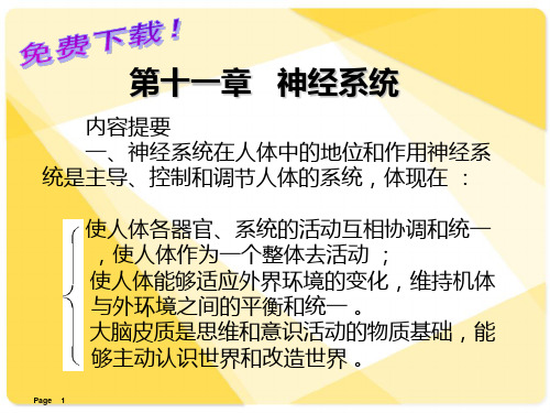 解剖学课件：神经系统ppt课件