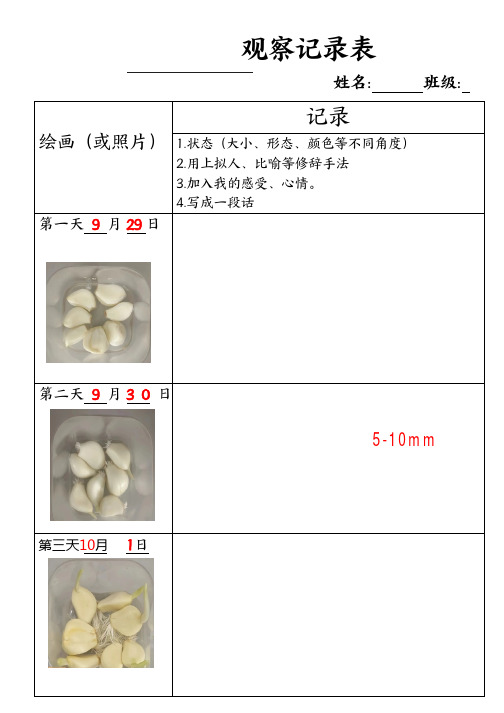 大蒜生长观察记录表