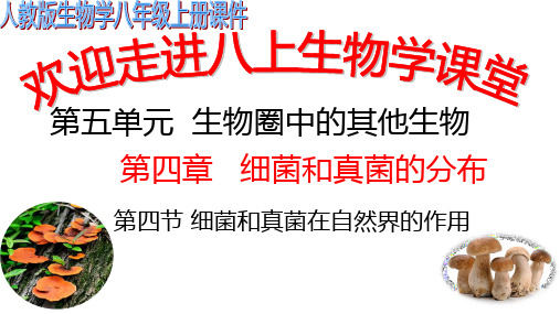 人教版八年级上册生物课件：细菌和真菌在自然界中的作用