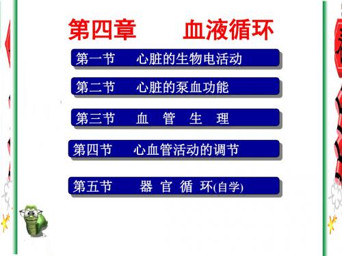 4循环10(y54)心脏