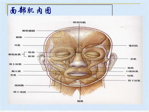 面部的基本穴位图(共9张PPT)