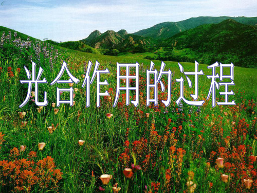 沪科版生物高一第一册-4.2 光合作用的过程 课件