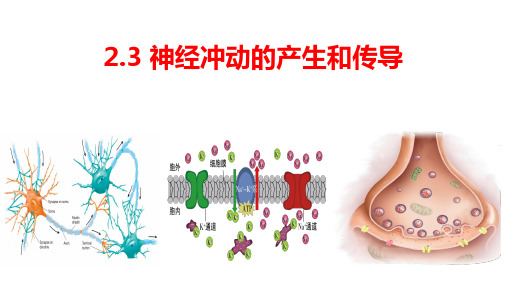 2.3神经冲动的产生和传导