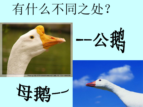 白公鹅(完整课件)