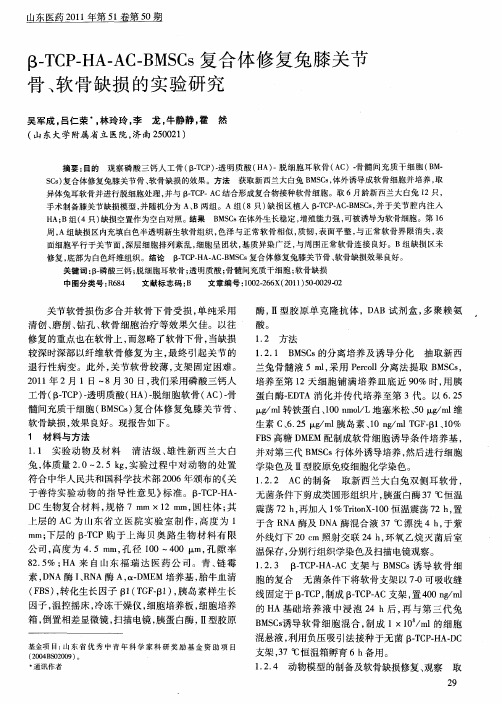 β-TCP—HA—AC—BMSCs复合体修复兔膝关节骨、软骨缺损的实验研究