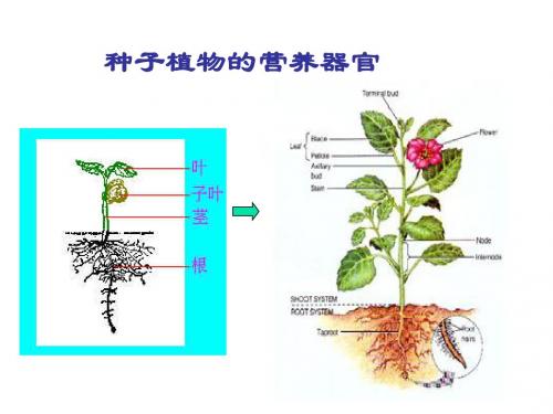 植物的营养器官