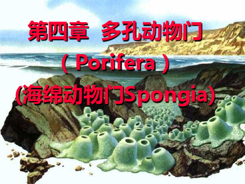 多孔动物门(Porifera)概要