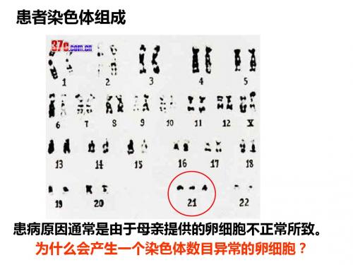 课件 减数分裂