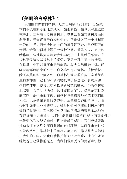 《美丽的白桦林》1