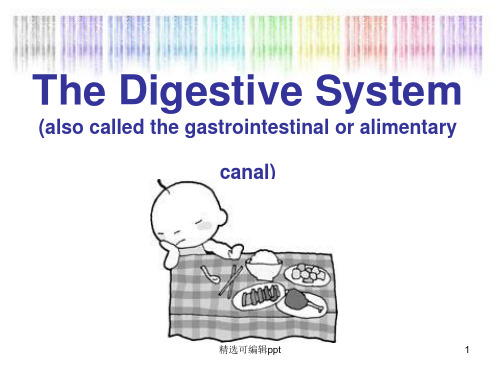 关于消化系统的英文PPT