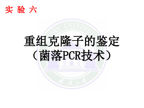 6菌落PCR_2012年分子生物学实验