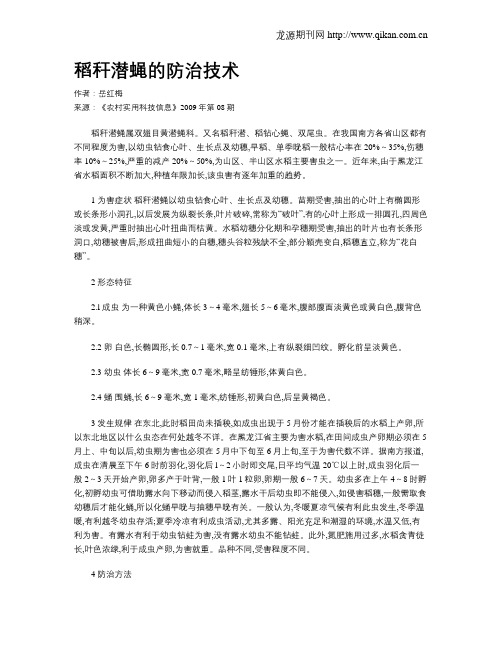 稻秆潜蝇的防治技术
