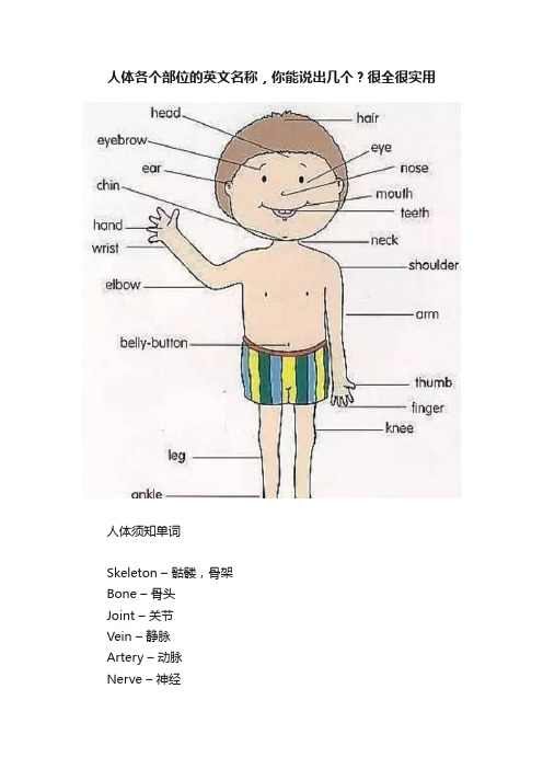 人体各个部位的英文名称，你能说出几个？很全很实用