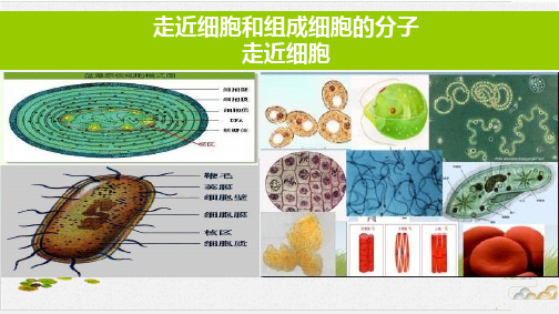 高考一轮复习《第一讲走近细胞》同步优秀课件PPT