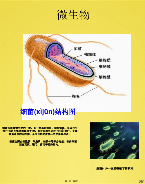 细菌结构图[1](共7张PPT)